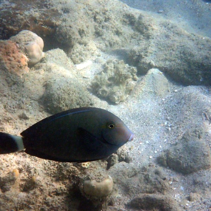 Acanthurus blochii