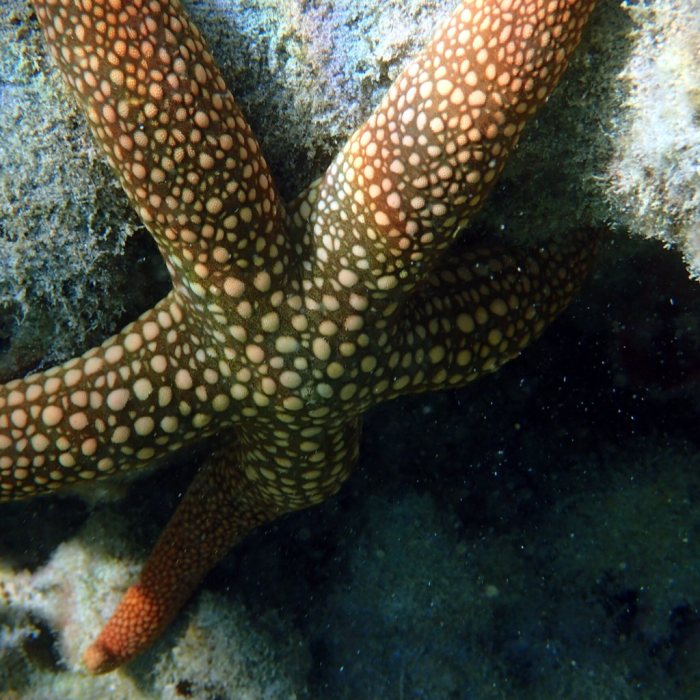 Nardoa novaecaledoniae