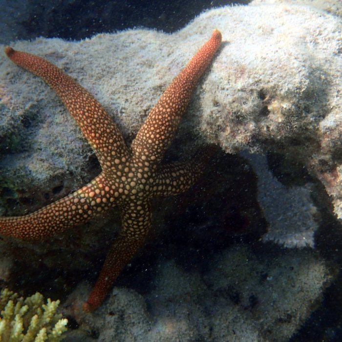 Nardoa novaecaledoniae