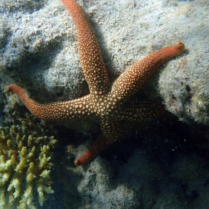 Nardoa novaecaledoniae
