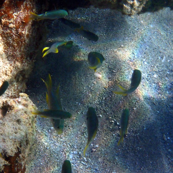 Neopomacentrus nemurus