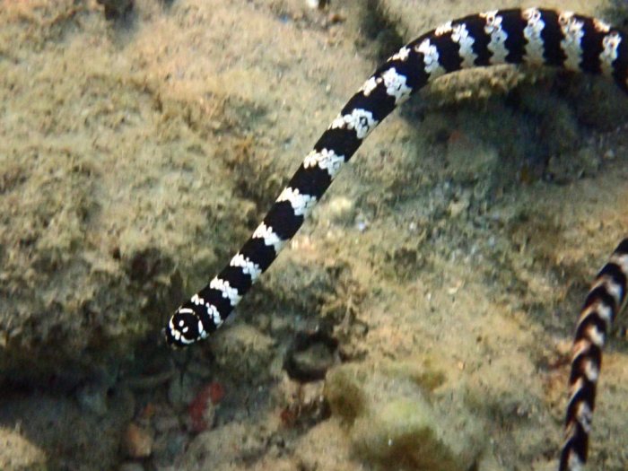 Emydocephalus annulatus