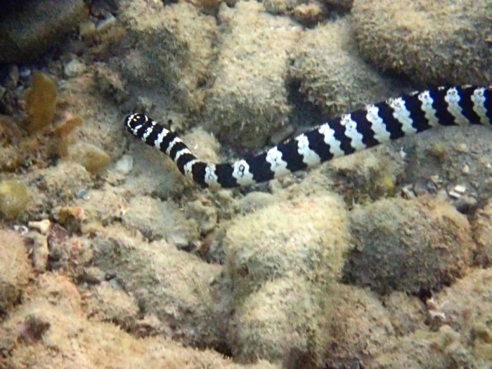 Emydocephalus annulatus