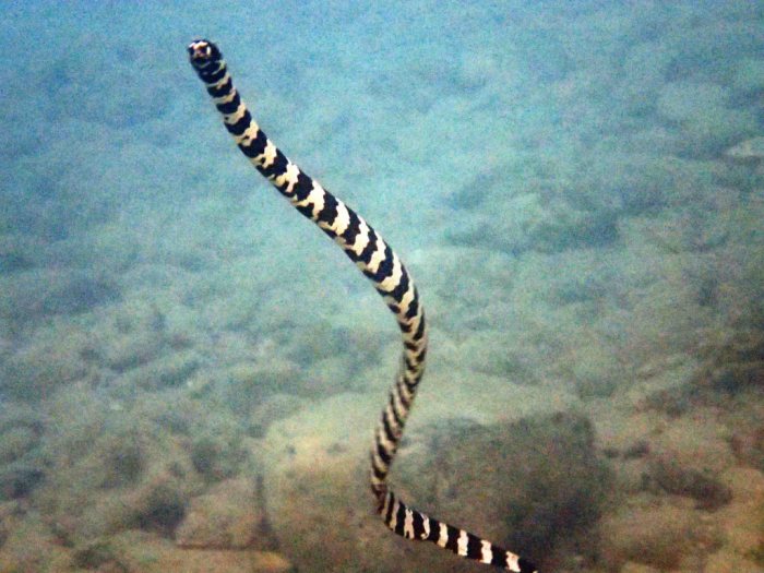 Emydocephalus annulatus