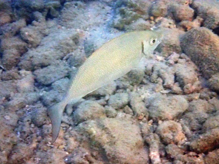 Siganus fuscescens
