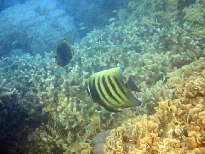 Pomacanthus sexstriatus