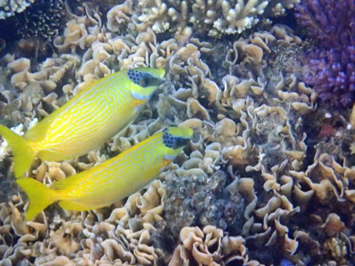 Siganus puellus