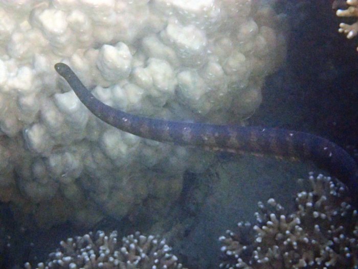 Emydocephalus annulatus
