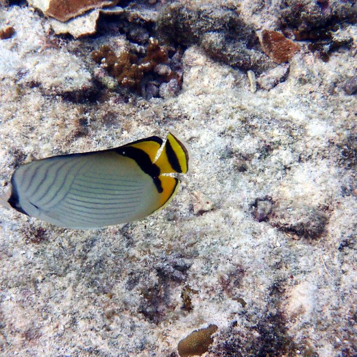 Chaetodon vagabundus