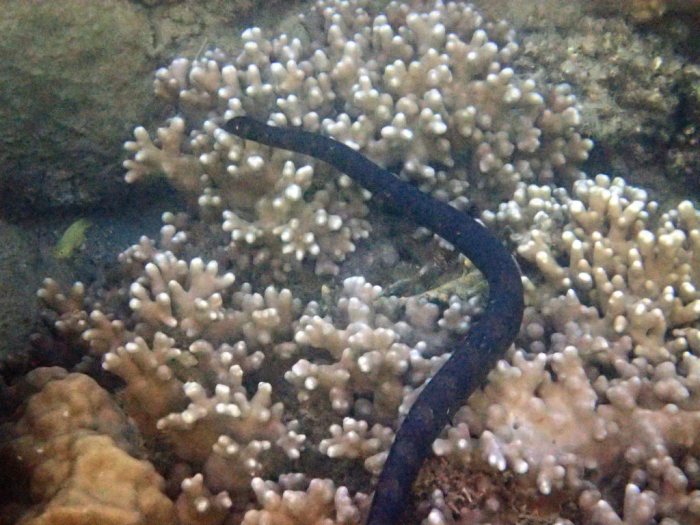 Emydocephalus annulatus