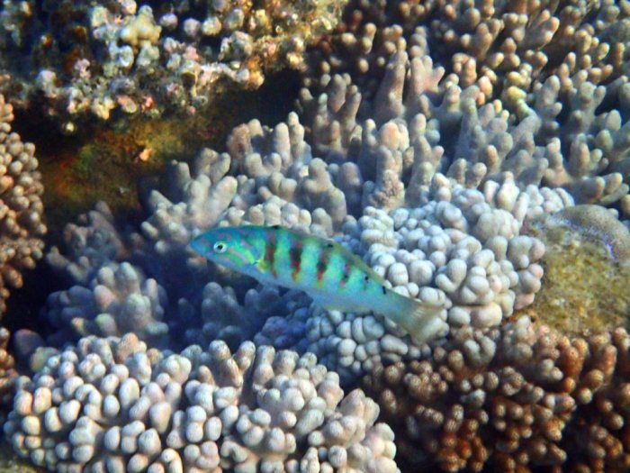 Thalassoma hardwicke