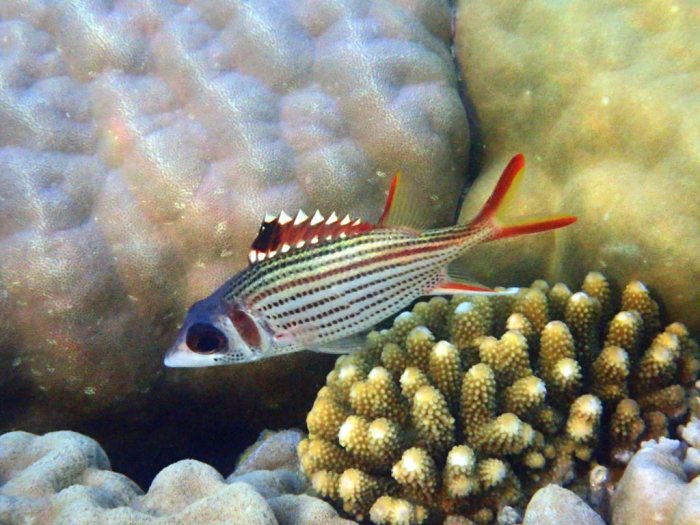 Neoniphon sammara