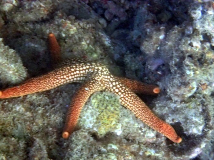 Nardoa novaecaledoniae