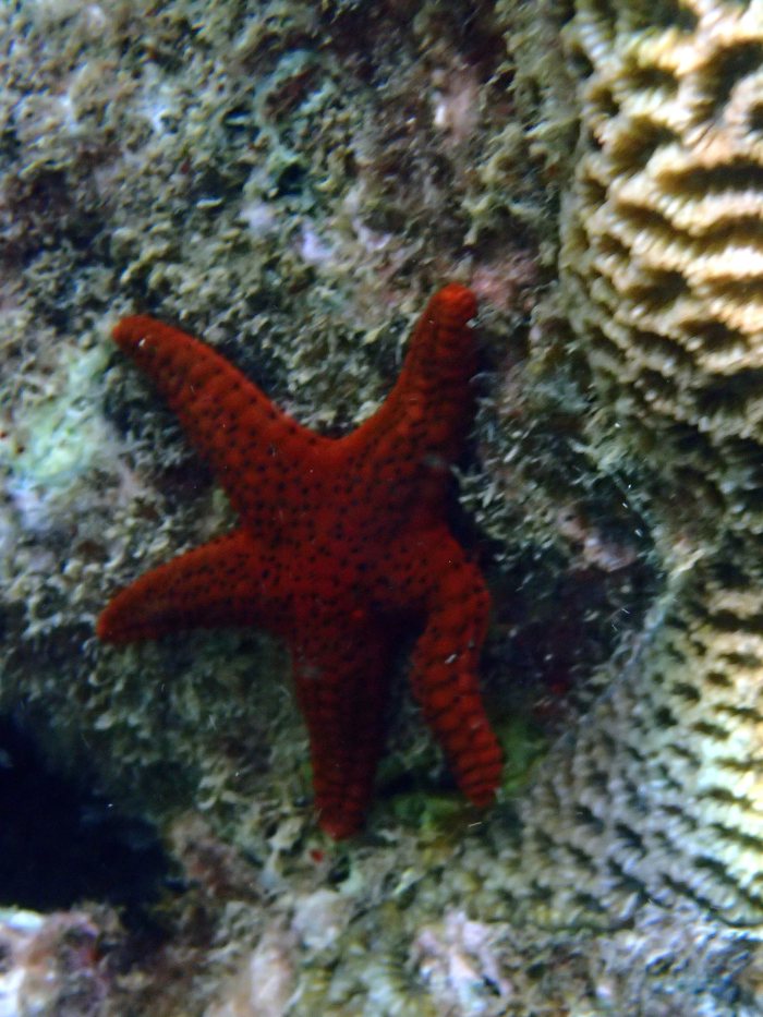 Echinaster luzonicus
