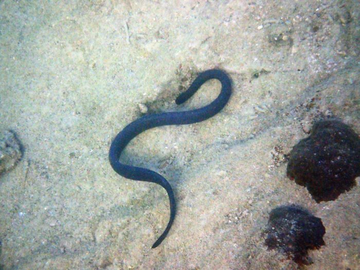 Emydocephalus annulatus