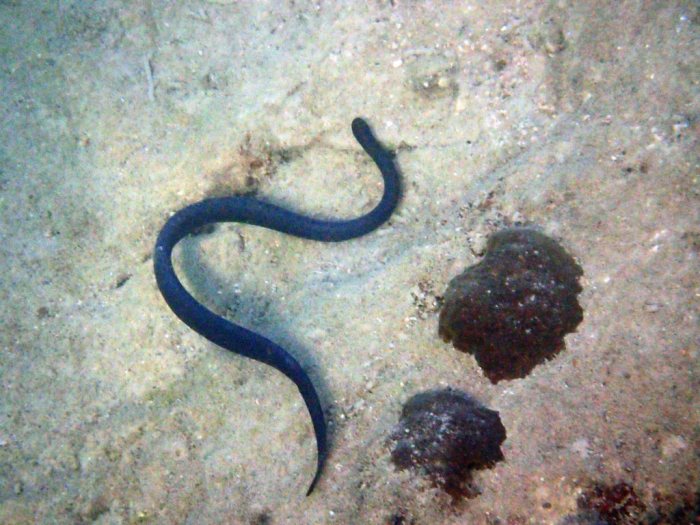 Emydocephalus annulatus