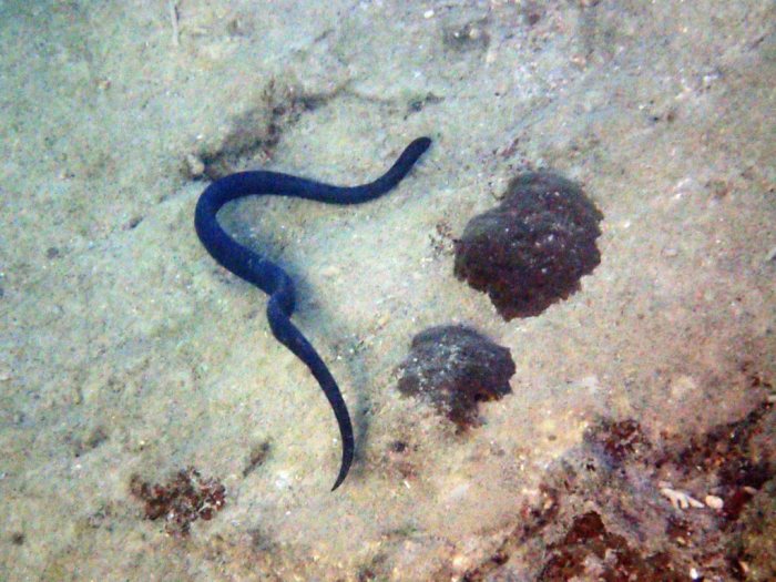 Emydocephalus annulatus
