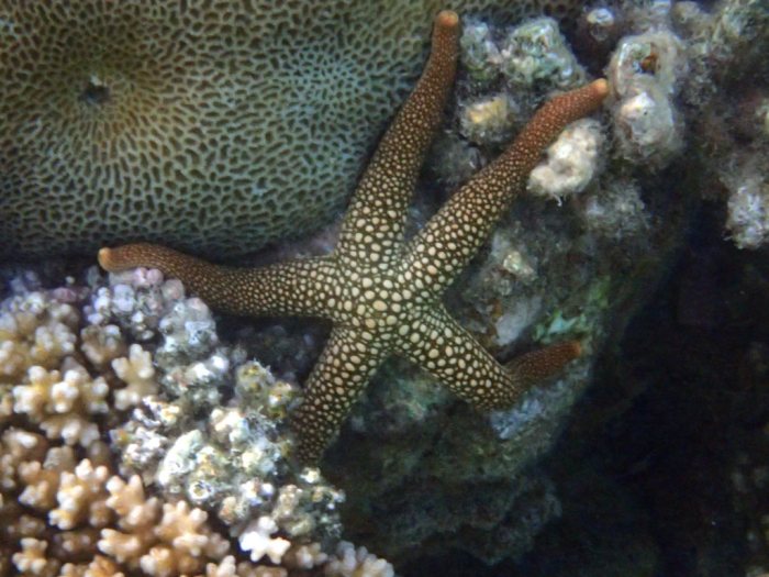 Nardoa novaecaledoniae