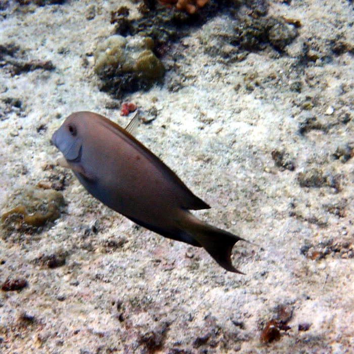 Ctenochaetus striatus
