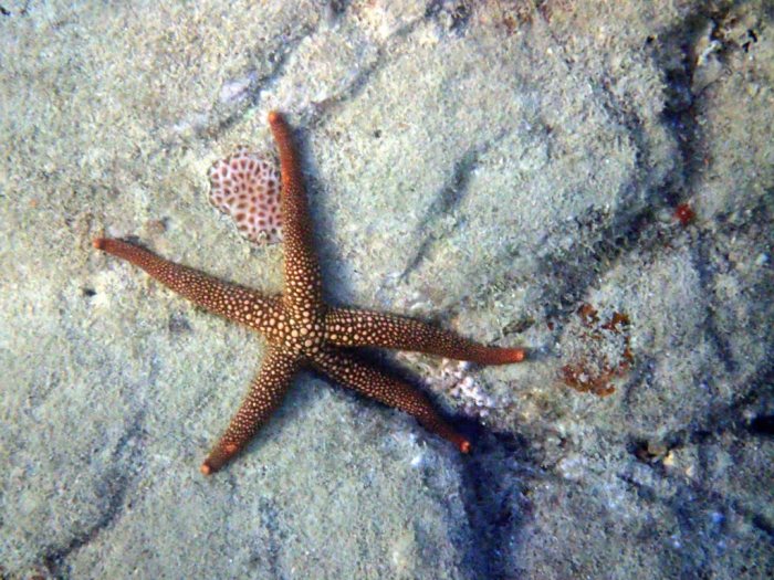 Nardoa novaecaledoniae