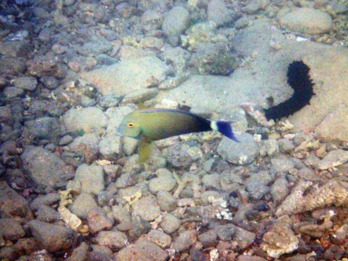 Acanthurus blochii