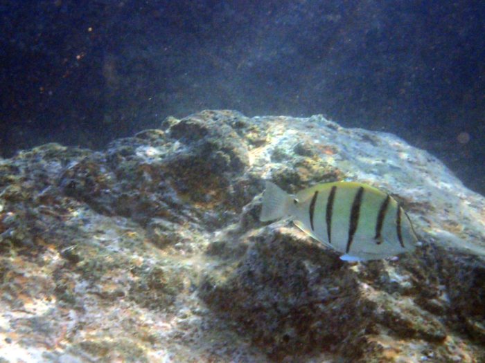 Acanthurus triostegus