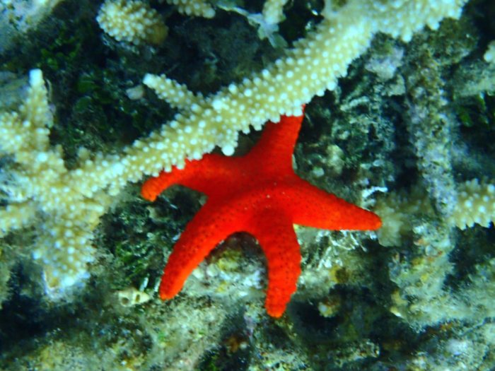 Echinaster luzonicus