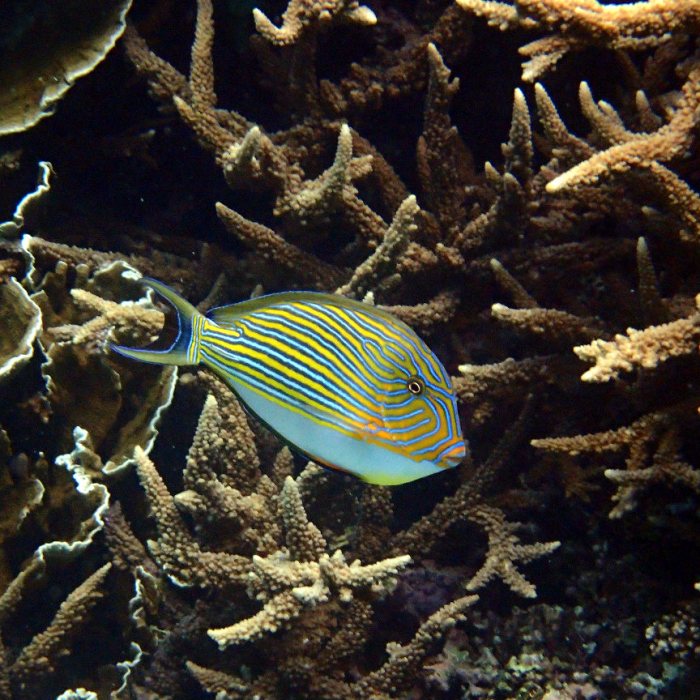 Acanthurus lineatus