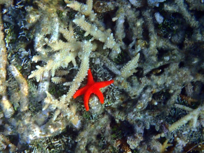 Echinaster luzonicus
