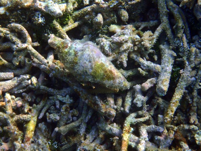 Mollusques