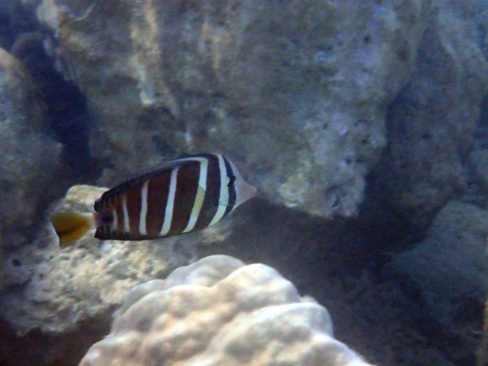 Zebrasoma velifer