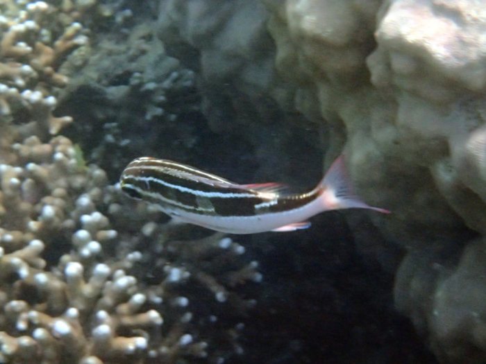 Scolopsis lineata