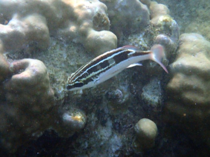 Scolopsis lineata