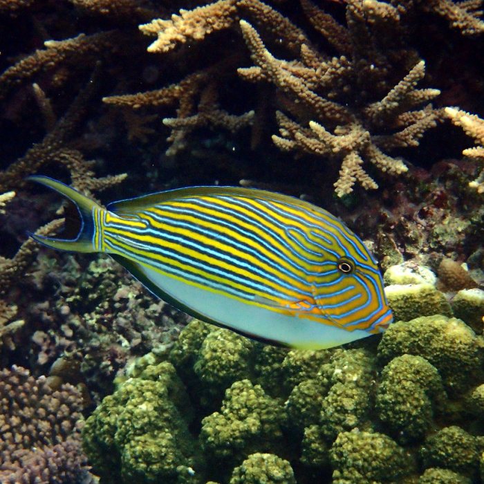 Acanthurus lineatus