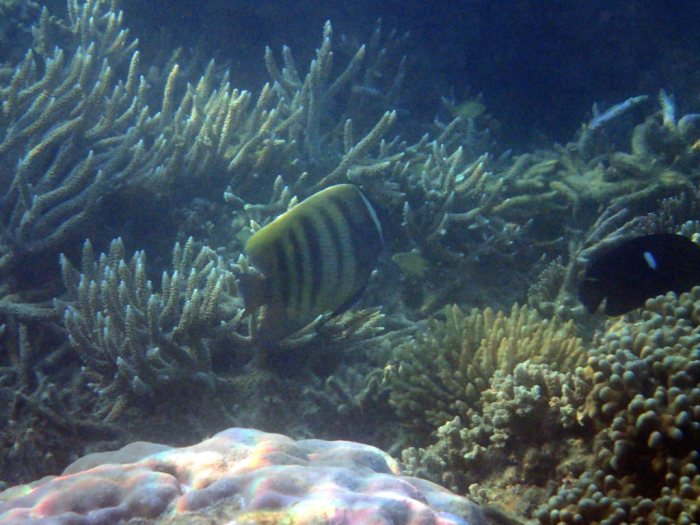 Pomacanthus sexstriatus