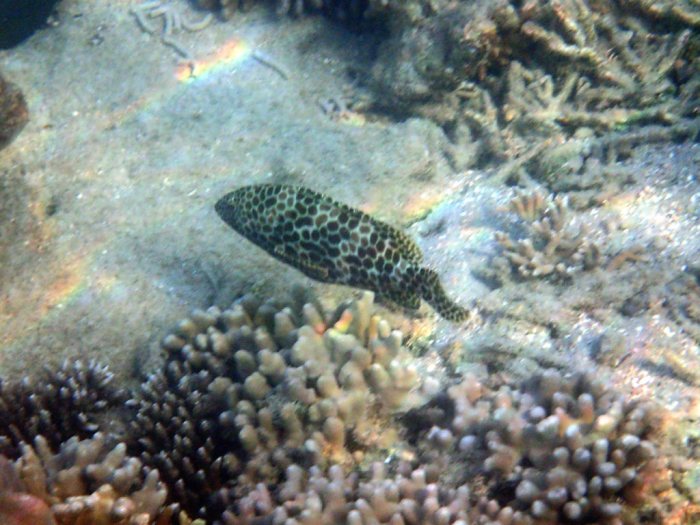 Epinephelus merra