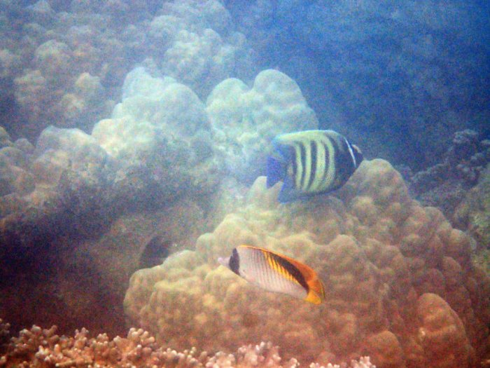 Pomacanthus sexstriatus