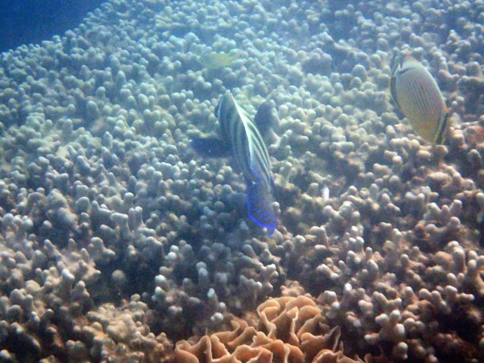 Pomacanthus sexstriatus