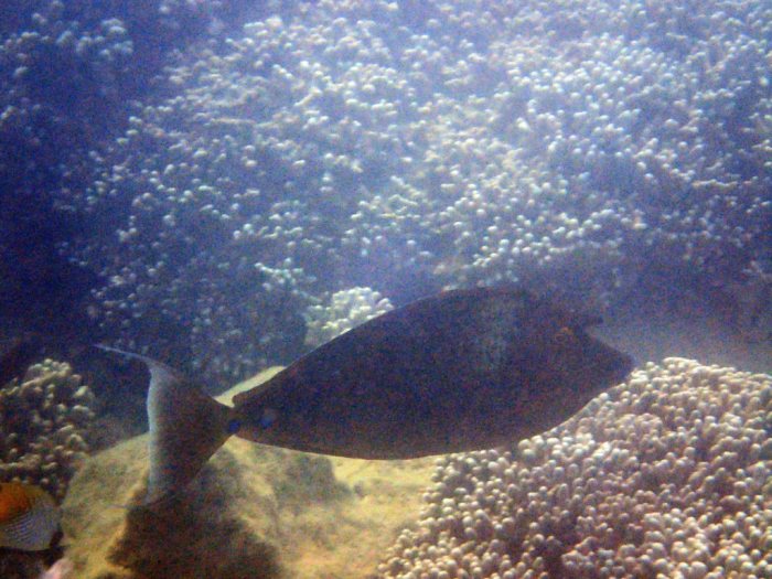 Naso unicornis