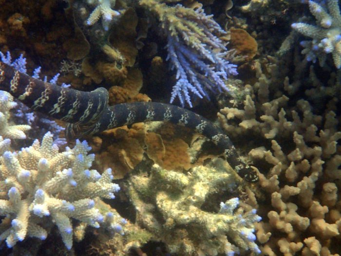 Emydocephalus annulatus