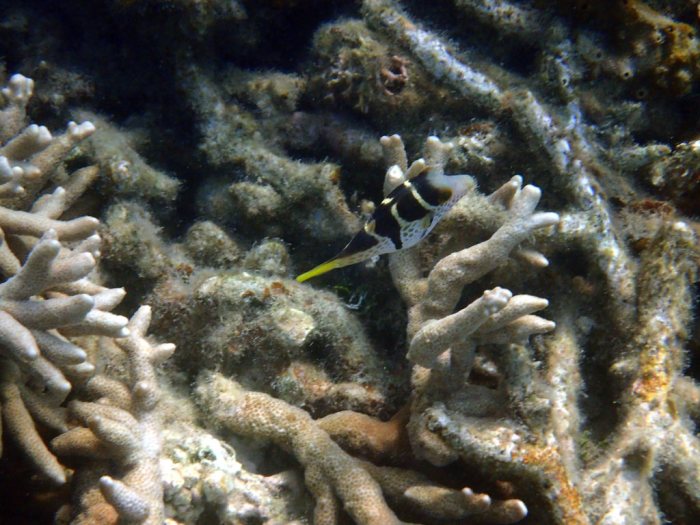 Canthigaster valentini
