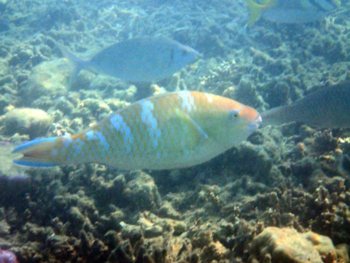 Poisson-perroquet