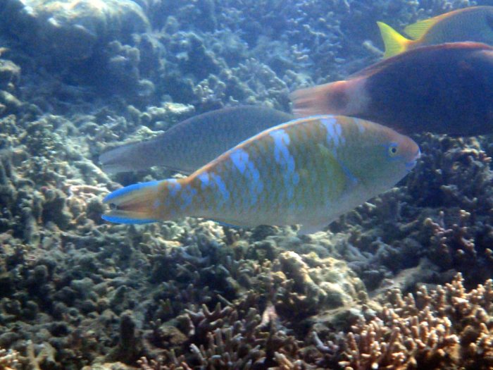 Poisson-perroquet