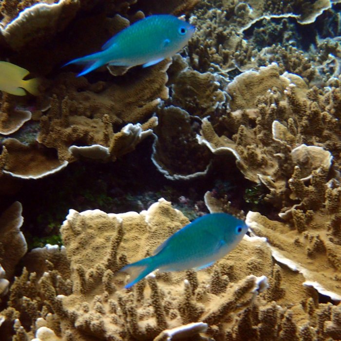 Chromis viridis