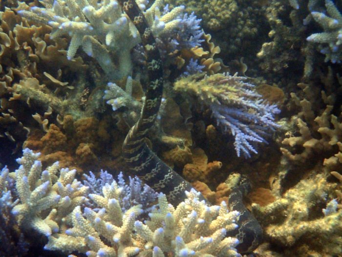 Emydocephalus annulatus