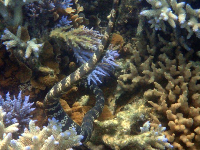 Emydocephalus annulatus