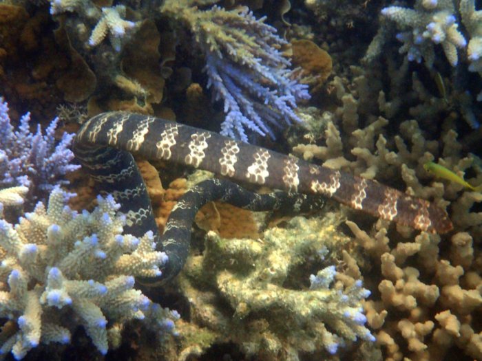 Emydocephalus annulatus
