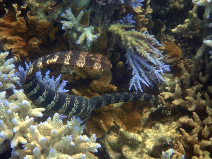 Emydocephalus annulatus