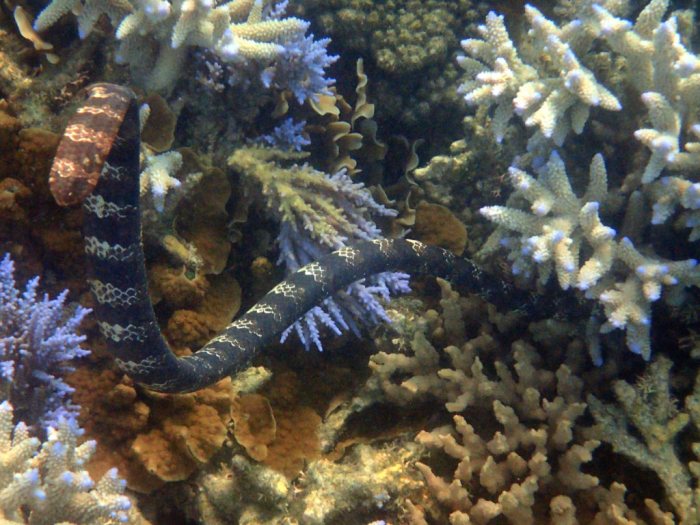 Emydocephalus annulatus