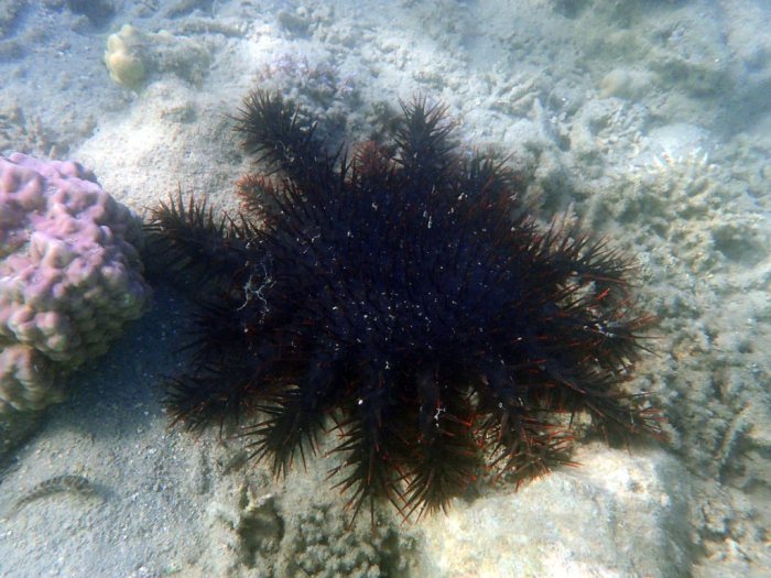 Acanthaster planci